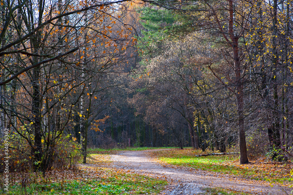 Fototapeta premium Walking path in autumn park