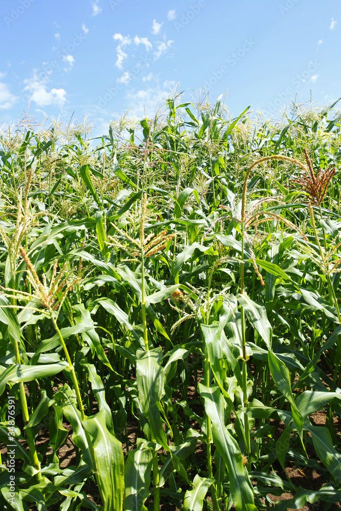 Obraz premium A corn field on a nice day
