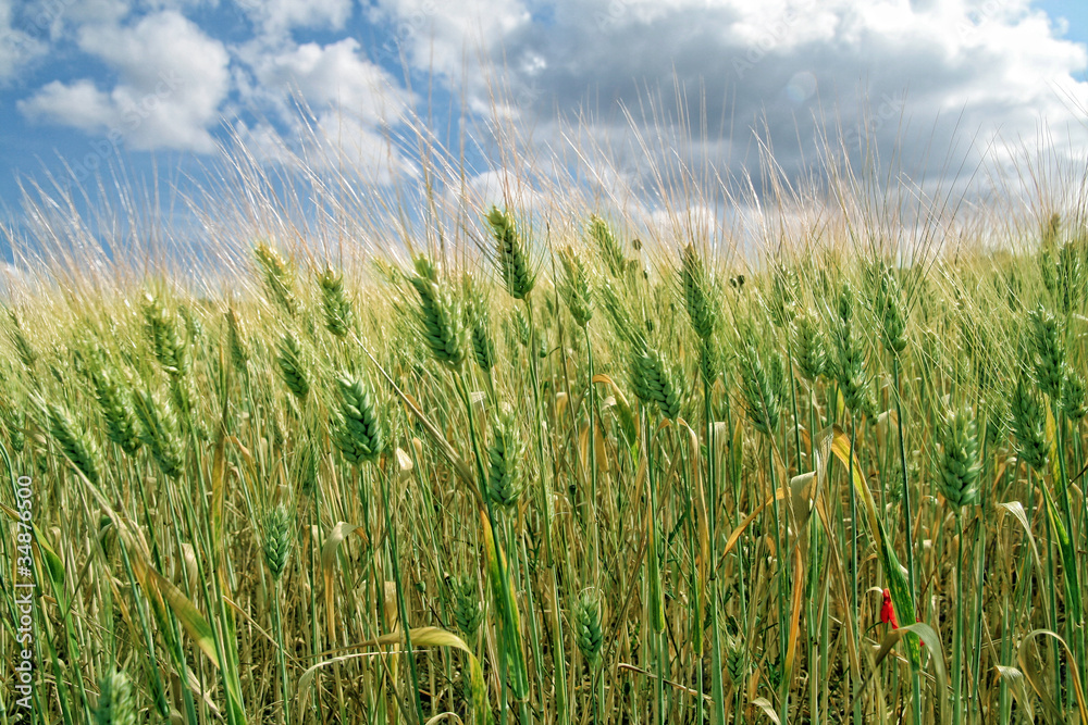 Obraz premium Épis de blé