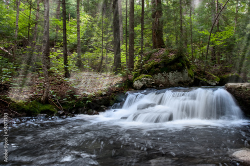 Forest spring