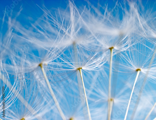 The Dandelion. Macro photo of light seeds over light blue