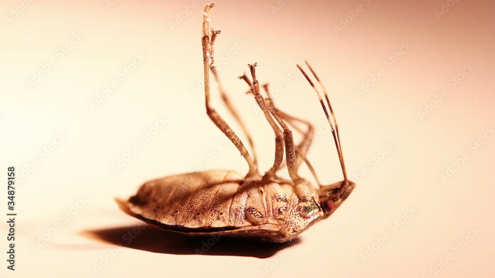 Stink Bug