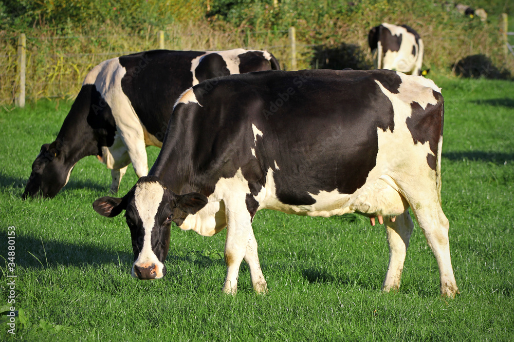 Milk cow on Irish meadow