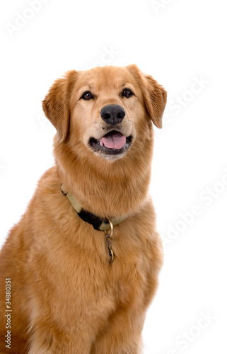 Golden Retriever Mix on White Background