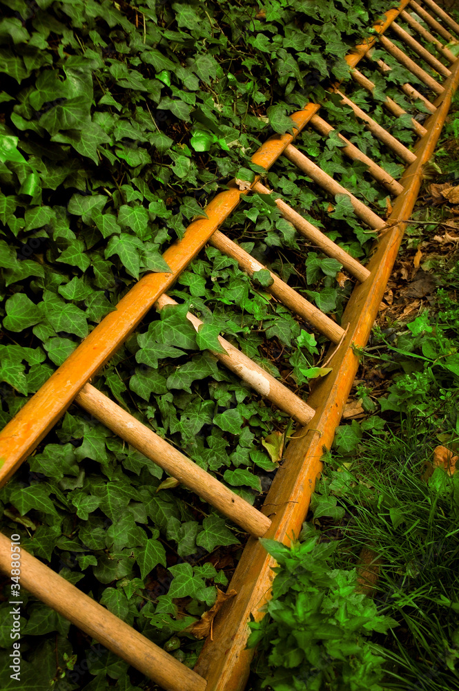 Wooden ladder and ivy.