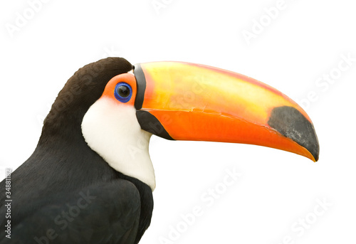 Toucan isolated white background.