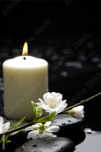 burning candle with spring apricot blossom and stones