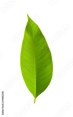 green leaf