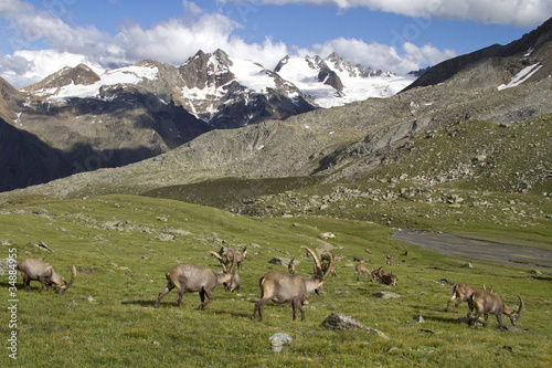 Group of ibex in the Alps