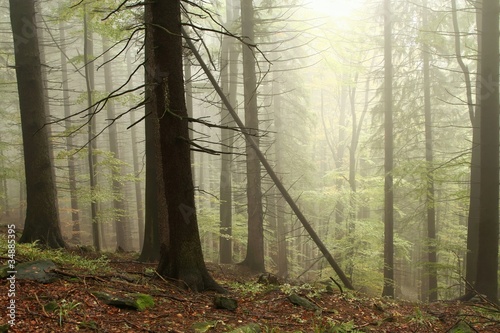 Coniferous trees in the misty early autumn forest © Aniszewski