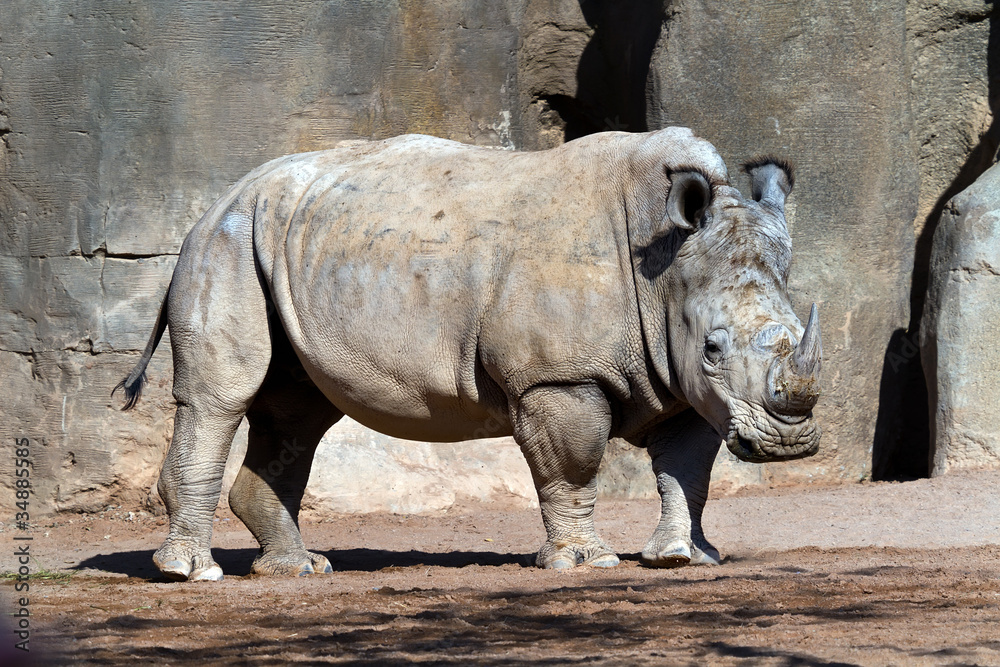 Naklejka premium white Rhinoceros