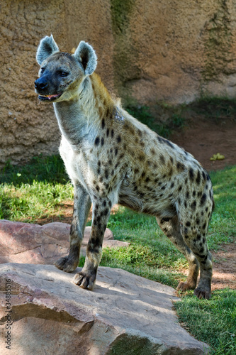 Hyena,
