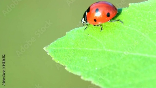 Coccinella photo