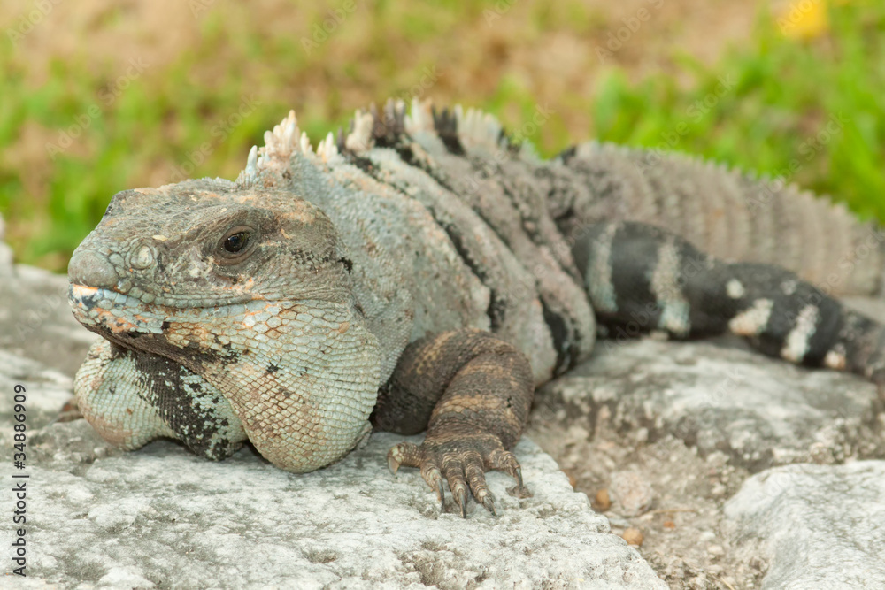 Obraz premium Iguana.