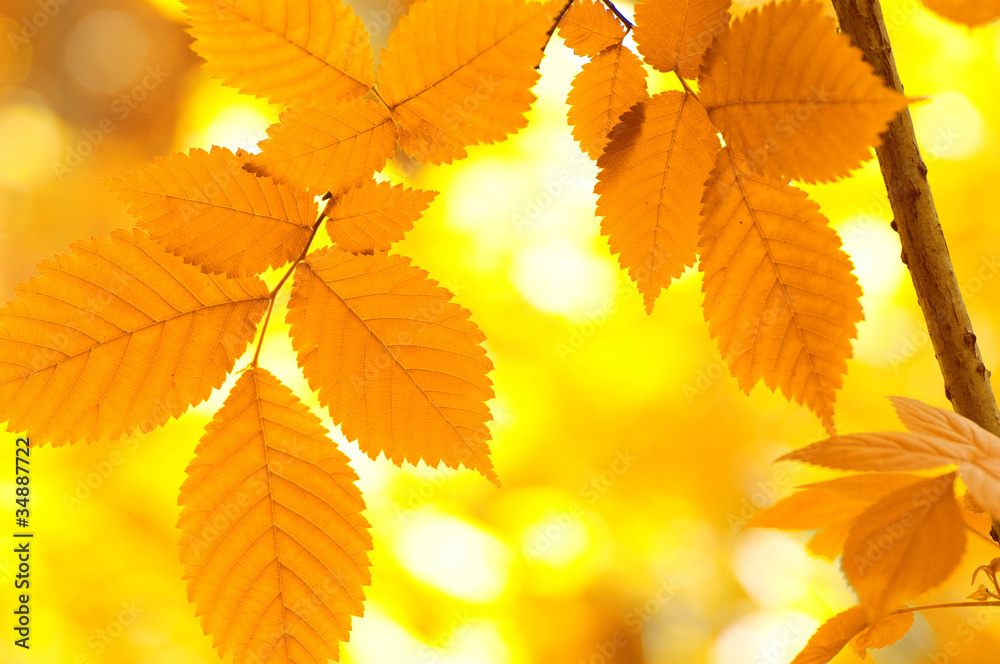 autumn leaves autumn leaves