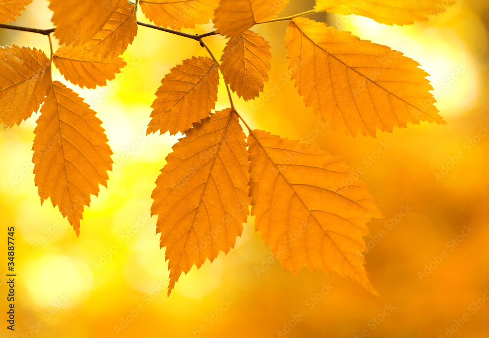 autumn leaves autumn leaves