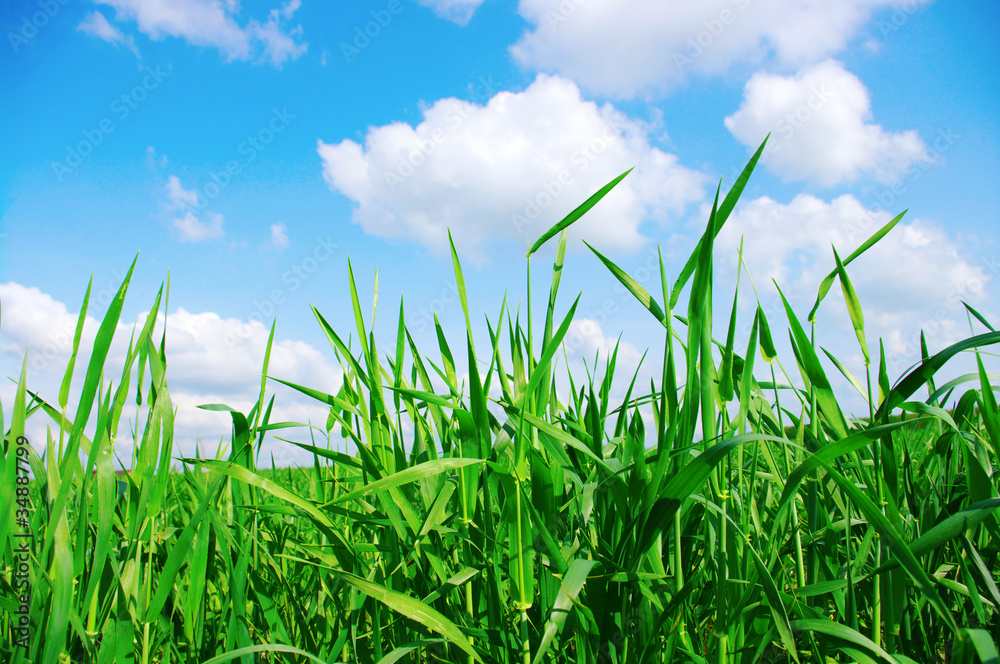 field field