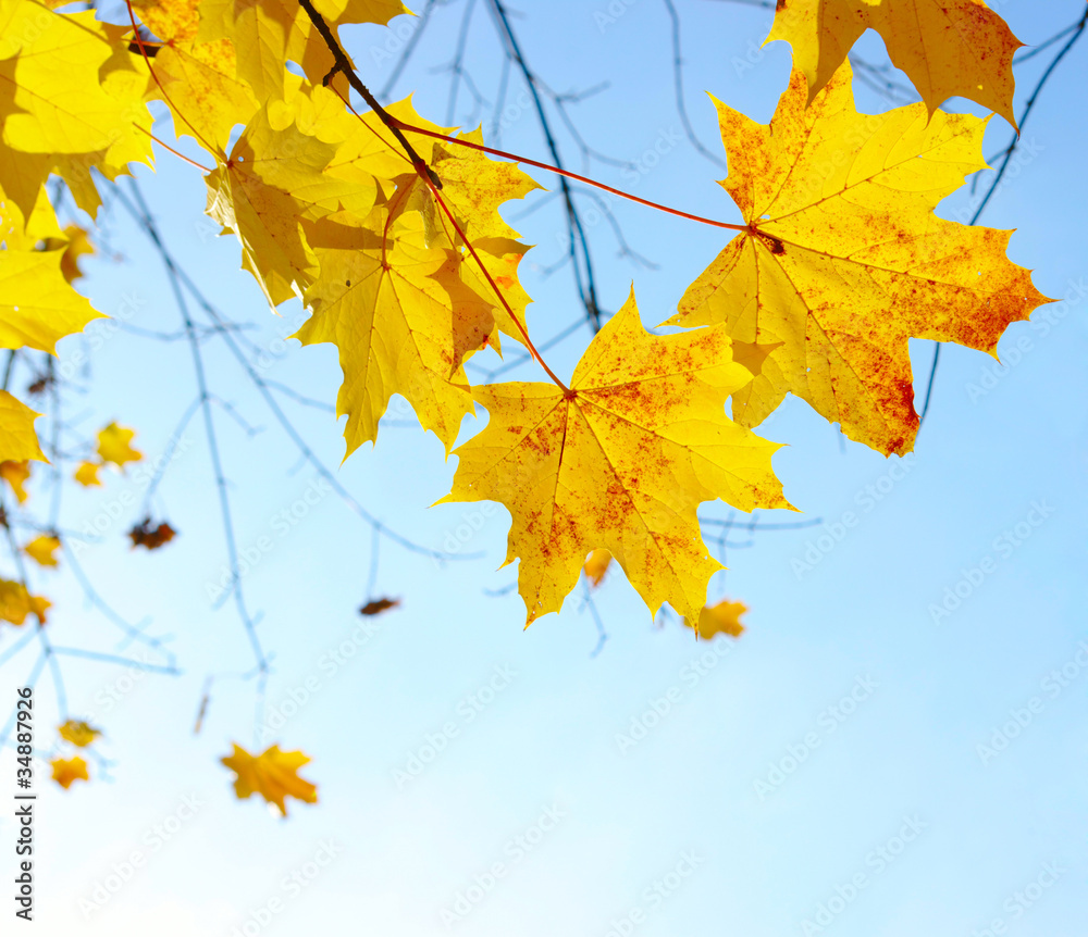 Autumn leaves Autumn leaves