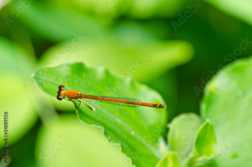 red damselfly in green nature © sweetcrisis