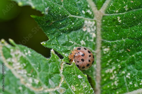 orange beetle on green leaf