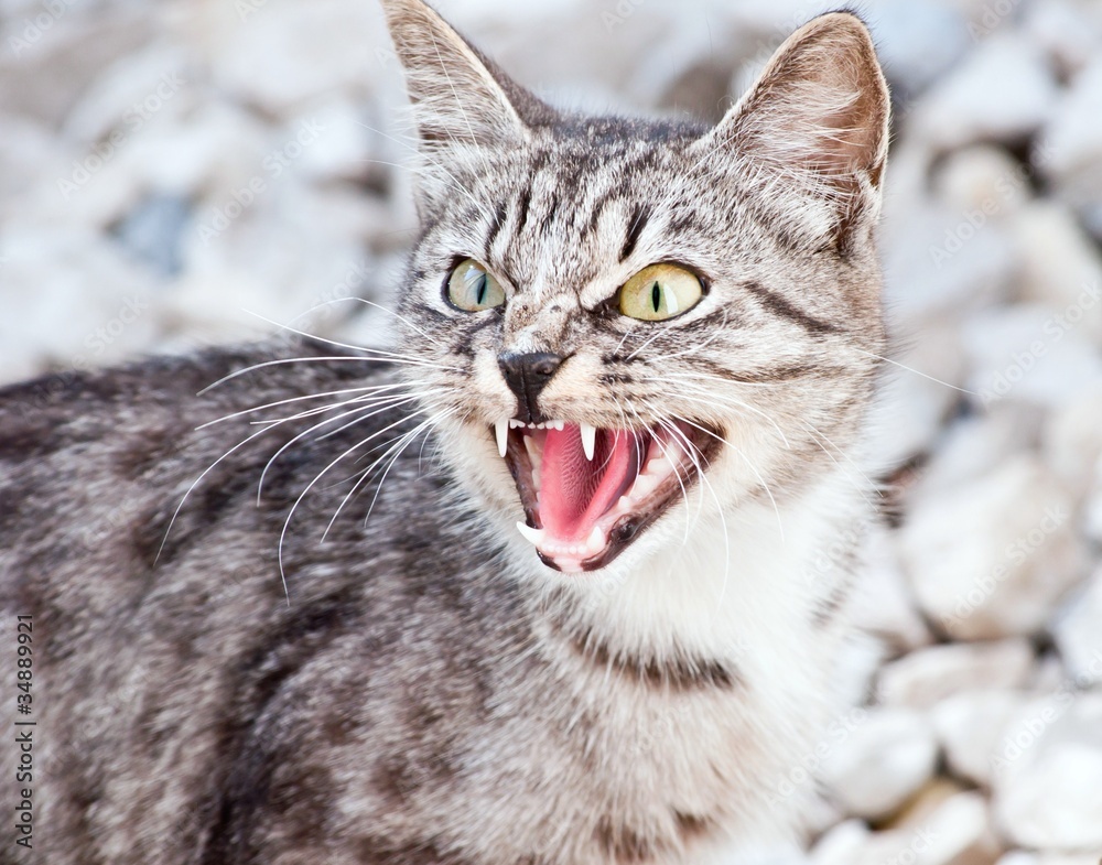 Obraz premium The British cat