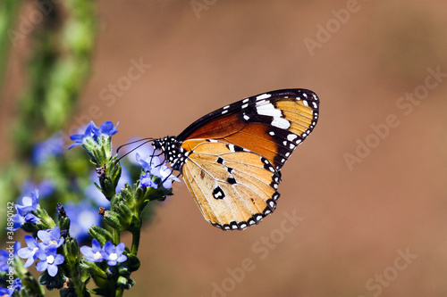 Butterfly at Kirstenbosch National Botanical Gardens #34890142