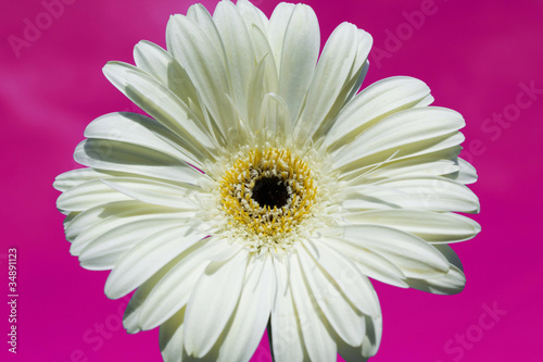 White gerbera on pink background