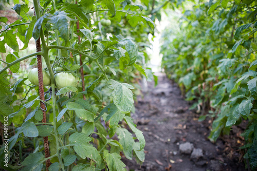 rows of tomatoes