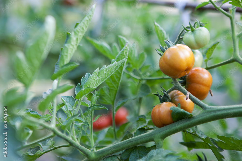 small tomatoes