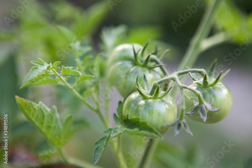 small tomatoes