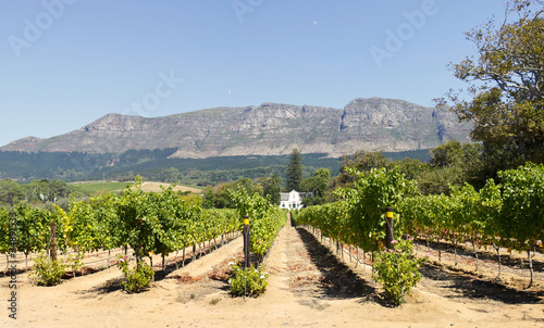 Panorama of Cape Dutch homestead on a wine farm