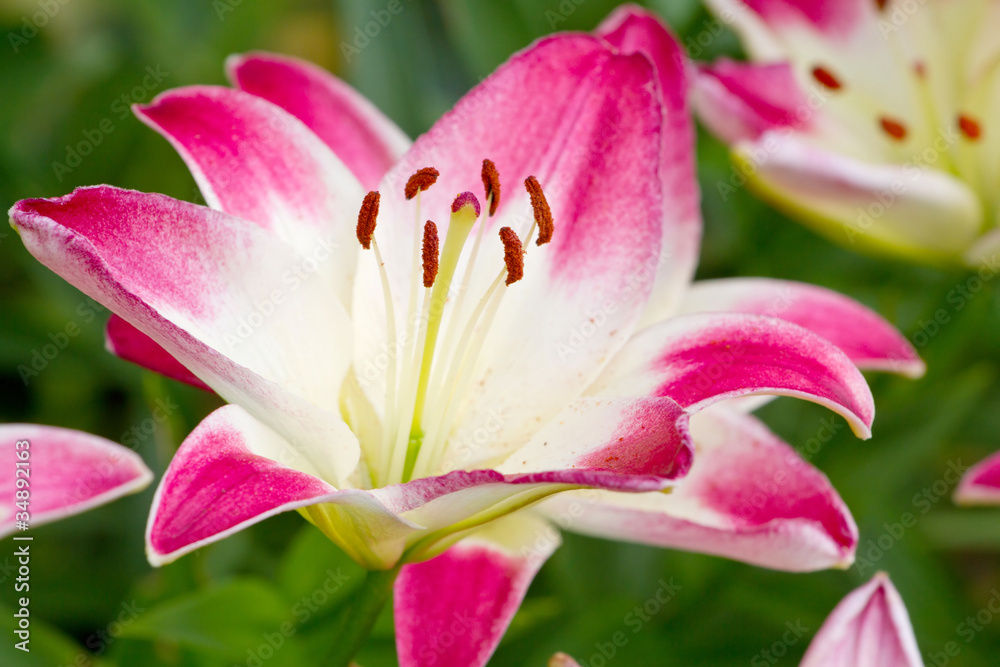 Beautiful pink hemerocallis flowers