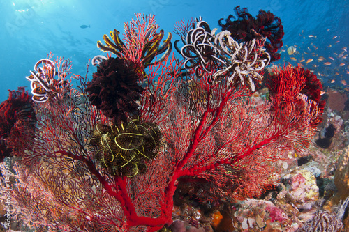 Coral covered with Crinoids