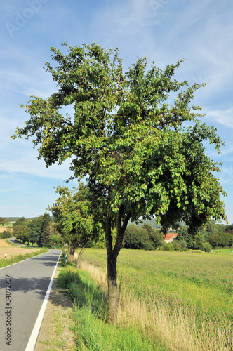 Pflaumenbaum an der Landstra  e