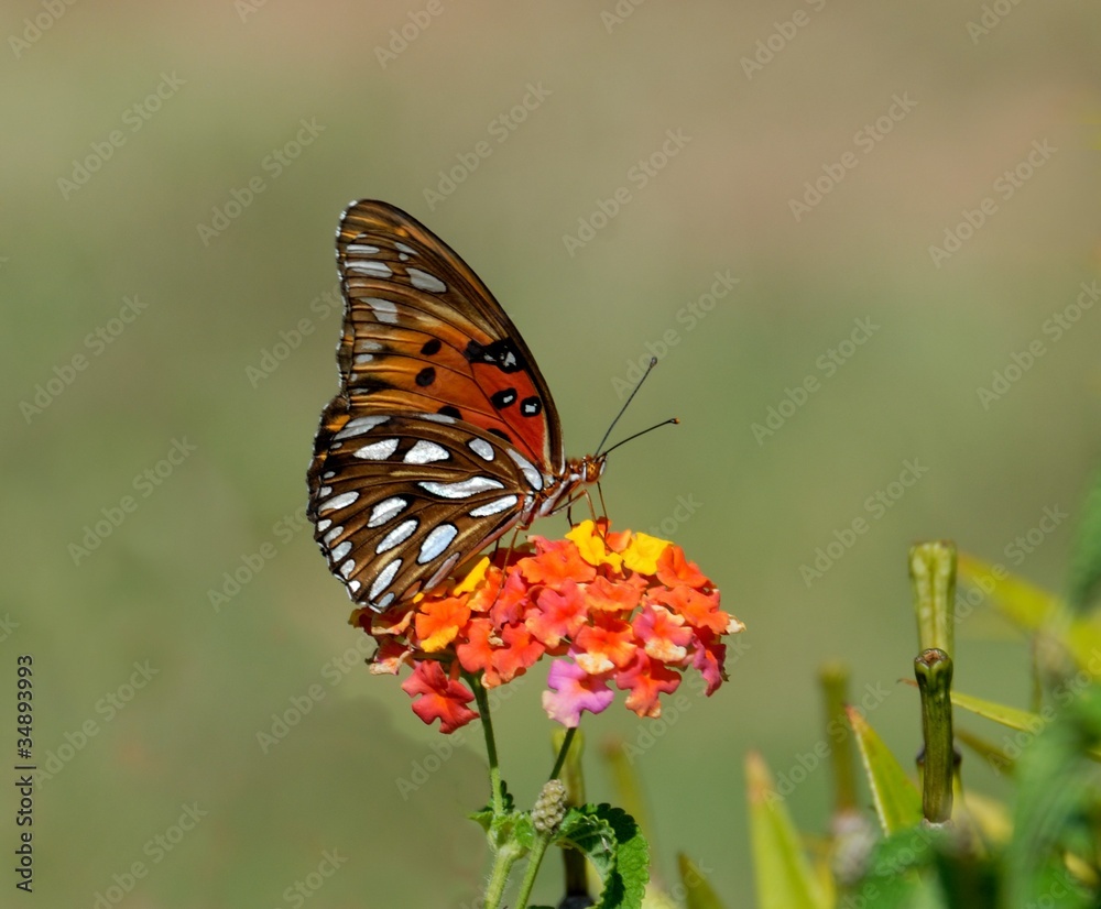 Fototapeta premium gulf fritillary butterfly