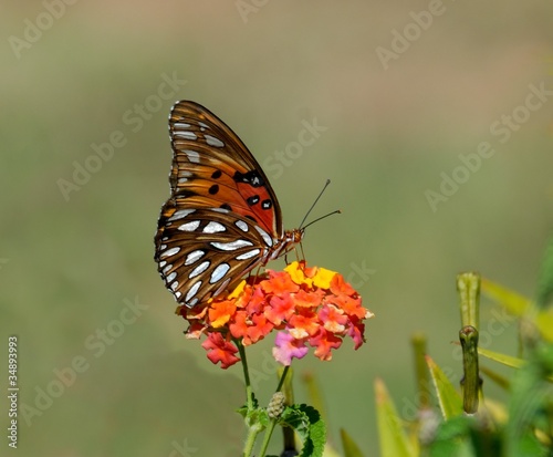 gulf fritillary butterfly © itsallgood