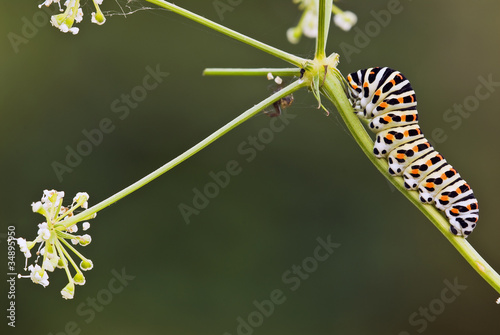Caterpillar of Swallow Tail Butterfly photo