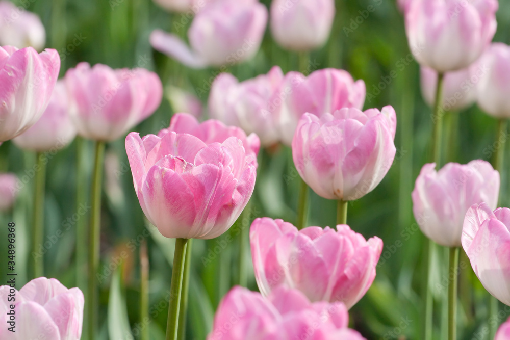 Beautiful pink blooming tulips