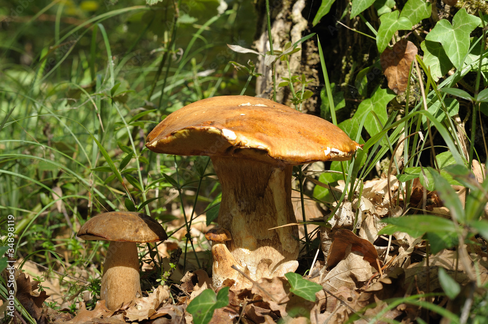 cueillette de cèpes en forêt cueillette de cèpes en forêt