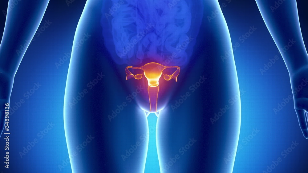 Female REPRODUCTIVE ORGANS anatomy in blue x-ray loop