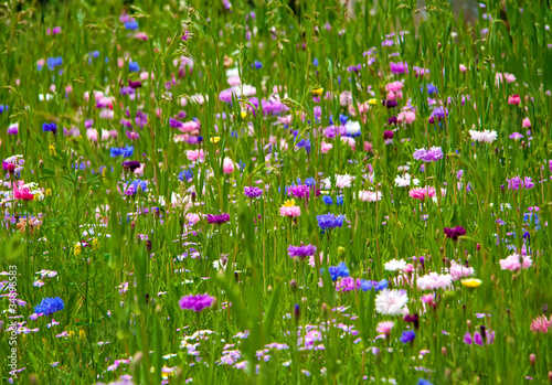 Field Of Flowers
