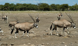troupeau d'oryx 2