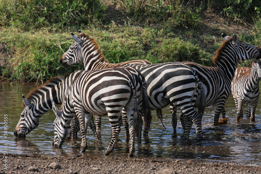Fototapeta premium Les zèbres à la rivière