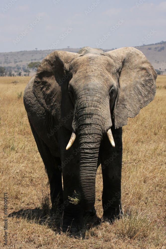 Eléphant du parc Serengeti