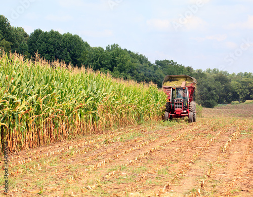 Rows of corn ready for harvest