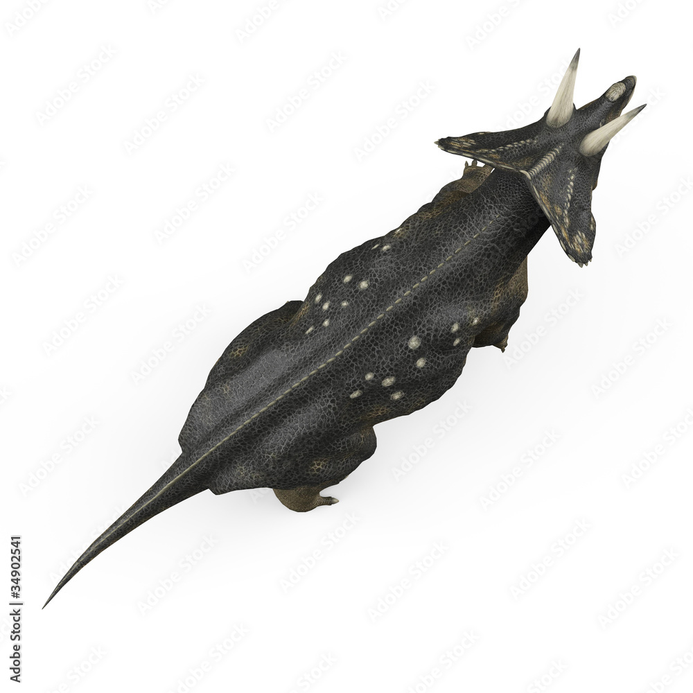 Fototapeta premium diceratops bird eye view