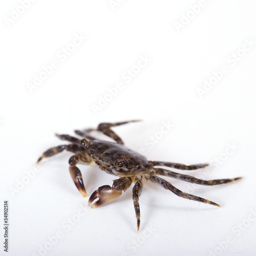 Crab isolated on white.