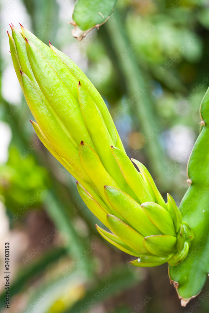 Obraz premium Dragon fruit flower