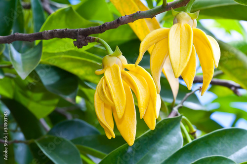 Ylang-Ylang Flowers on tree