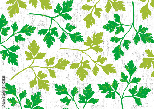 Parsley background on white.
